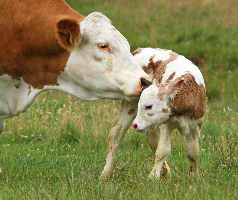 Star Fuels Star Alka Calf Nuts 18 Friendly Feed
