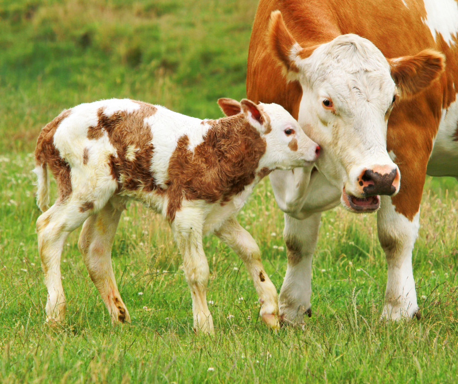 Star Fuels Star Alka Calf Nuts 18 Rumen pH