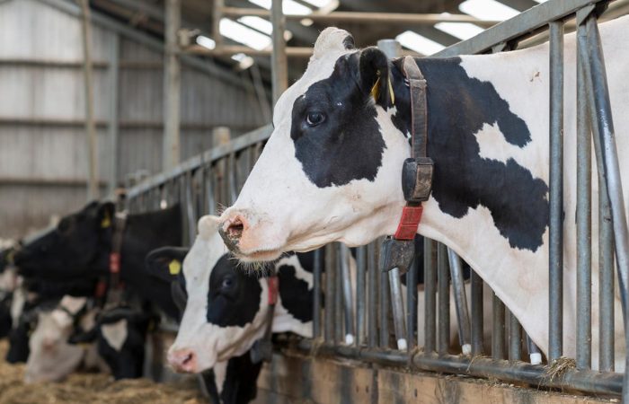 Dairy cow feed
