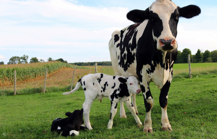 Star Fuels Featured Star Alka Calf Nuts 18